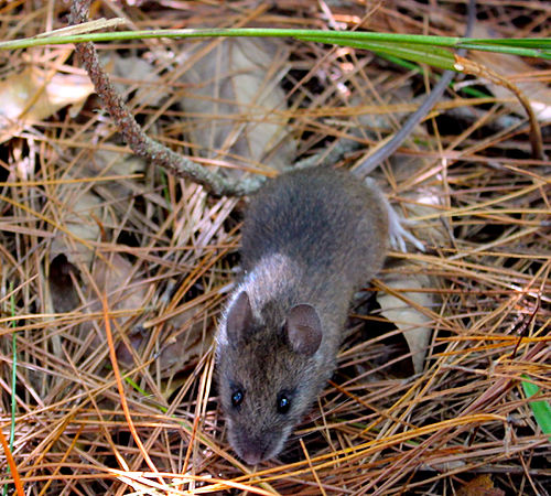 Taiwan field mouse